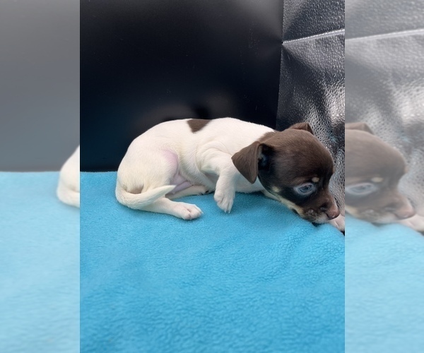 Medium Photo #8 Jack Chi Puppy For Sale in SAINT AUGUSTINE, FL, USA