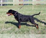 Small Photo #2 Rottweiler Puppy For Sale in Moscow, Moscow, Russia