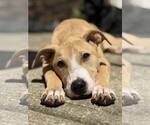 Small American Pit Bull Terrier Mix
