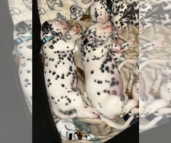 Medium Photo #6 Dalmatian Puppy For Sale in PHOENIX, AZ, USA