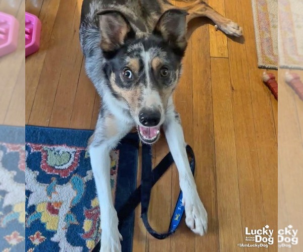 Medium Photo #7 Australian Shepherd-Unknown Mix Puppy For Sale in Washington, DC, USA
