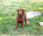 Small #2 Labrador Retriever