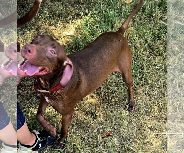 Medium Photo #4 Labrador Retriever-Unknown Mix Puppy For Sale in Jackson, MS, USA