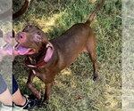 Small #3 Labrador Retriever Mix