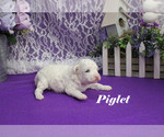 Small #5 Poodle (Toy)