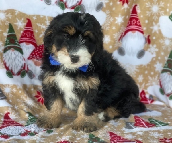 Full screen Photo #4 Bernedoodle (Miniature) Puppy For Sale in LANCASTER, PA, USA
