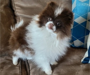 Pomeranian Puppy for sale in ORRVILLE, OH, USA