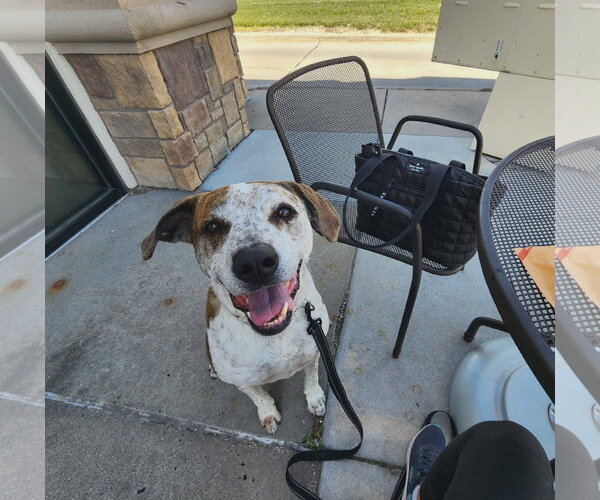 Medium Photo #8 Mutt Puppy For Sale in Gretna, NE, USA