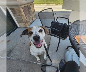 Parker (Peter Parker) - Male Mutt Dog for Adoption - Photo #8