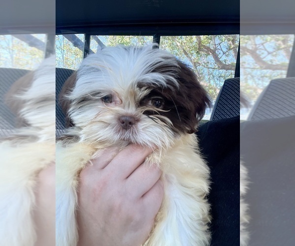 Medium Photo #1 Shih Tzu Puppy For Sale in HAYWARD, CA, USA