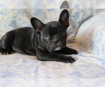 Small Photo #4 Faux Frenchbo Bulldog Puppy For Sale in SHILOH, OH, USA