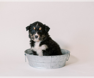 Australian Shepherd Puppy for sale in LA RUE, OH, USA