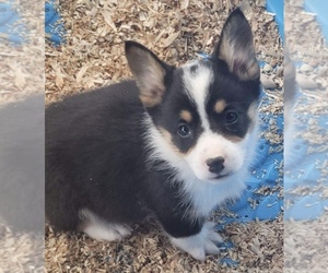 Pembroke Welsh Corgi Puppy for sale in DONIPHAN, MO, USA