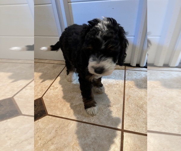 Medium Photo #8 Bernedoodle (Miniature) (+ Poodle Miniature) Puppy For Sale in TRAVELERS REST, SC, USA