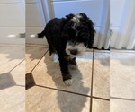 Small Photo #8 Bernedoodle (Miniature) (+ Poodle Miniature) Puppy For Sale in TRAVELERS REST, SC, USA