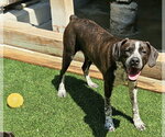 Small #3 Boston Terrier-Boxer Mix