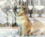 Small #5 Australian Shepherd Mix