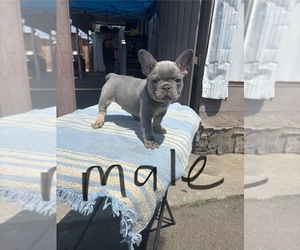 Medium French Bulldog