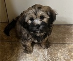 Small Photo #1 Poodle (Toy)-Shorkie Tzu Mix Puppy For Sale in BENTON, AR, USA