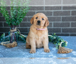 Puppy Petra Golden Retriever