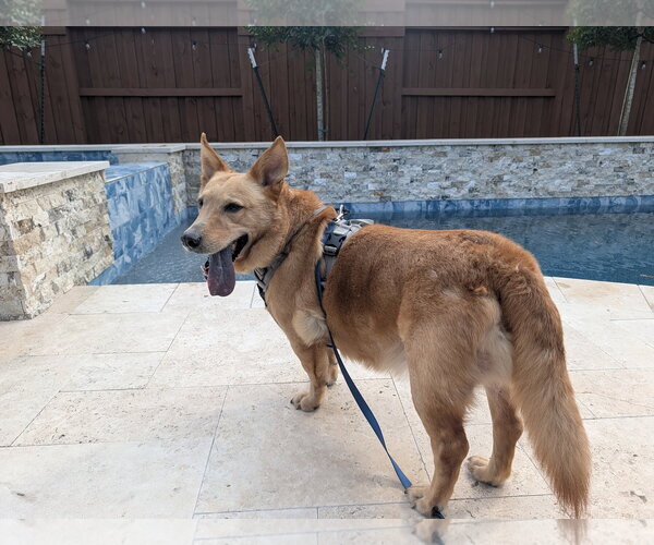 Medium Photo #4 Mutt Puppy For Sale in Rosenberg, TX, USA
