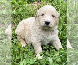 Goldendoodle Puppy for Sale in WEAVERVILLE, North Carolina USA