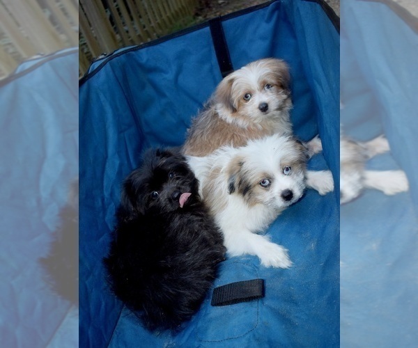 Medium Photo #34 Pom-Shi Puppy For Sale in DINWIDDIE, VA, USA