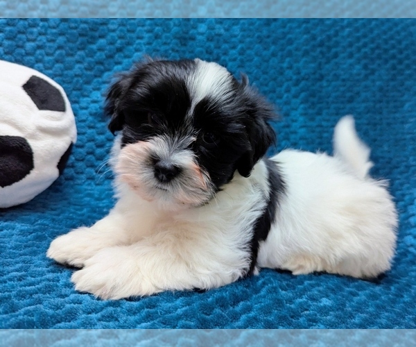 Medium Photo #1 Havanese Puppy For Sale in POST FALLS, ID, USA