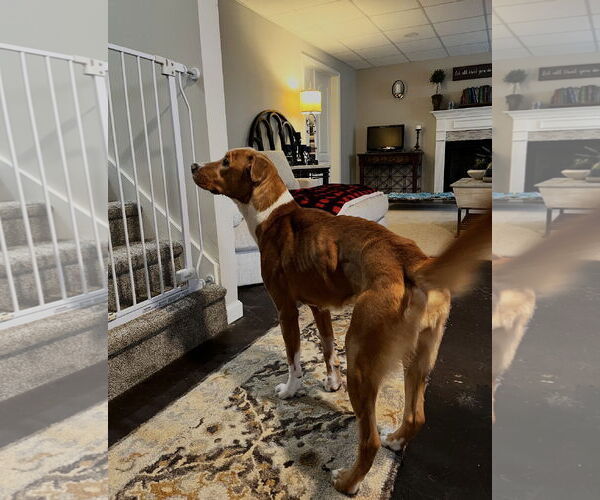 Medium Photo #4 Mutt Puppy For Sale in Ball Ground, GA, USA