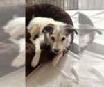 Small #2 Mutt