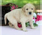 Small #1 Golden Irish
