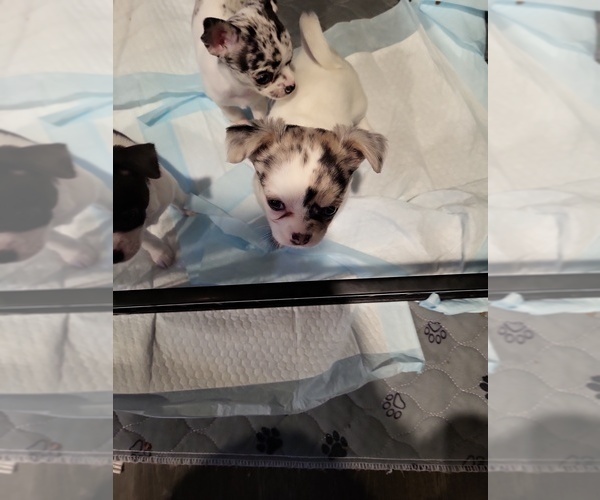 Medium Photo #4 Chihuahua Puppy For Sale in BLUE RIVER, WI, USA