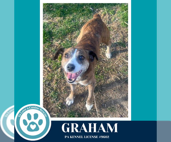 Medium Photo #8 Mutt Puppy For Sale in Kimberton, PA, USA