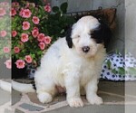Small Photo #5 Bernedoodle-Poodle (Miniature) Mix Puppy For Sale in EAST EARL, PA, USA