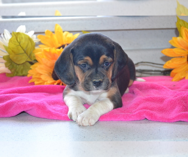Medium Photo #31 Jug Puppy For Sale in GREENWOOD, WI, USA