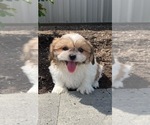 Small #4 Shih Tzu
