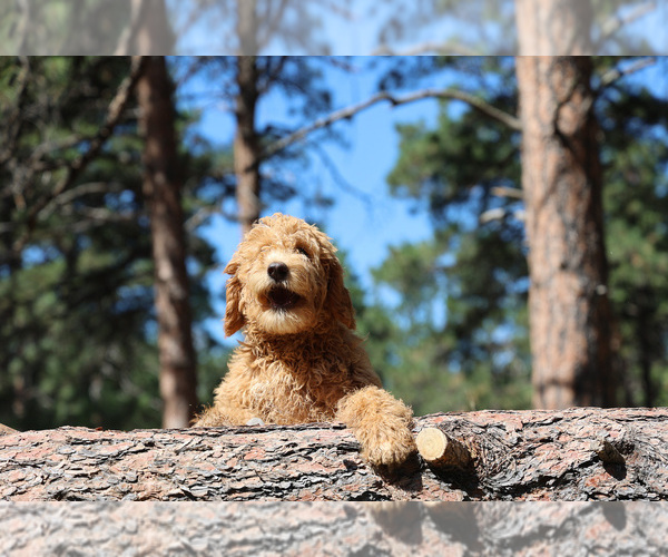 Medium Photo #2 Goldendoodle Puppy For Sale in ELBERT, CO, USA