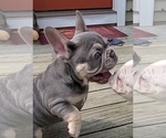 Small #9 French Bulldog