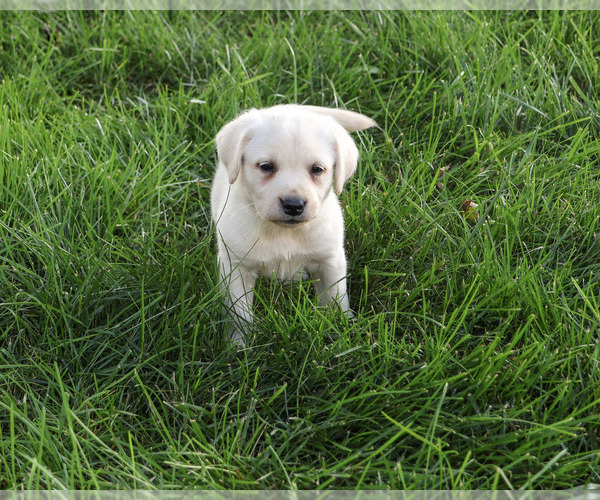 Medium Photo #4 Labrador Retriever Puppy For Sale in SYRACUSE, IN, USA