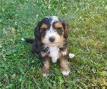Image preview for Ad Listing. Nickname: Litter of 6