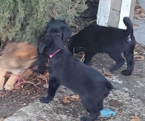 Shepweiller Litter for sale in EDEN, ID, USA