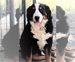 Small Photo #1 Great Bernese Puppy For Sale in MONTROSE, CO, USA