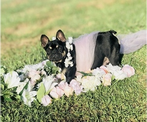 Mother of the French Bulldog puppies born on 08/24/2019