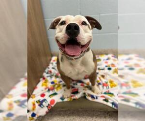 Staffordshire Bull Terrier Dogs for adoption in Brighton, CO, USA