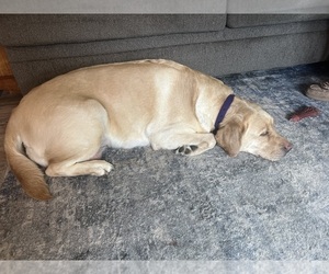 Mother of the Labrador Retriever puppies born on 04/12/2025