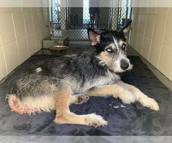 Medium Photo #1 Border Terrier-Siberian Husky Mix Puppy For Sale in Corpus Christi, TX, USA