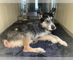 Small Border Terrier-Siberian Husky Mix