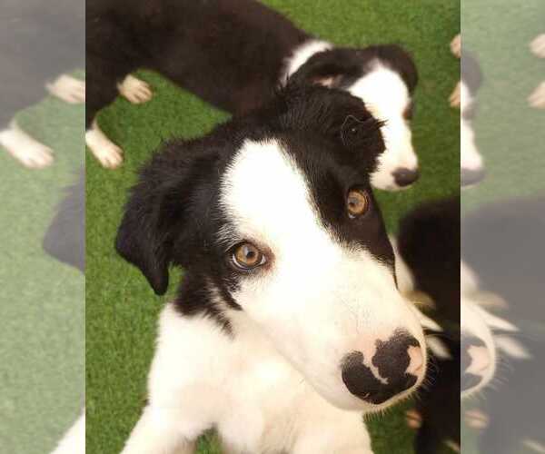 Medium Photo #9 Border Collie Puppy For Sale in Highland, IL, USA