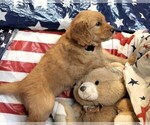 Small Photo #5 Goldendoodle Puppy For Sale in WACO, TX, USA