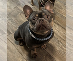 Small Photo #1 French Bulldog Puppy For Sale in SOUTH BEND, IN, USA